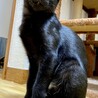 超イケメン黒猫杏仁くん サムネイル2