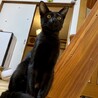超イケメン黒猫杏仁くん サムネイル3