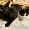 超イケメン黒猫杏仁くん サムネイル4
