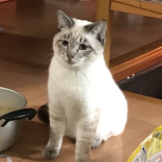 おにぎりのような三角模様のシャムミックス