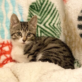 【募集一時停止中】みらいちゃん