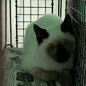 お見合い会参加、しゃむみっくす子猫♂