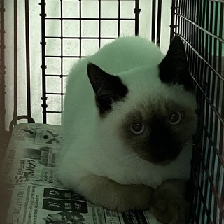 お見合い会参加、しゃむみっくす子猫♂