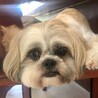 保健所出身犬