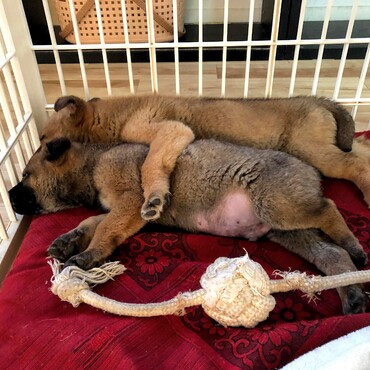 野良犬が産んだ子犬たちの運命とは？