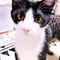 淡路っこ♪キンパ君♪里親絶賛募集中！