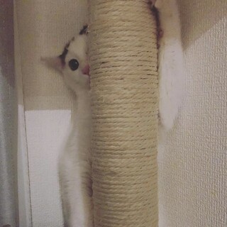 淡路っこ♪おむすび君♪里親絶賛募集中！