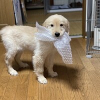 莉弥（りいや）