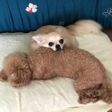 保護犬同士で仲良し♡