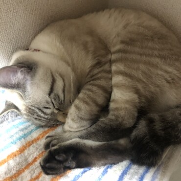 食卓のそばの部屋の角がお気に入りポイント