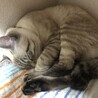 食卓のそばの部屋の角がお気に入りポイント