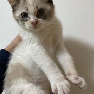 シールポイントの女の子