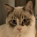 可愛い♡シャム猫風♂８ヶ月☆とてもキレイな毛柄です