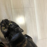 ゆき