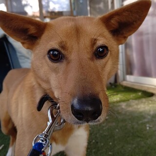 【お見合い中】おぼろのすけくん♪