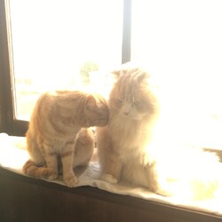 「おおきな背中」サムネイル2