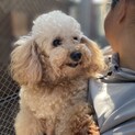 トイプーのチップちゃん