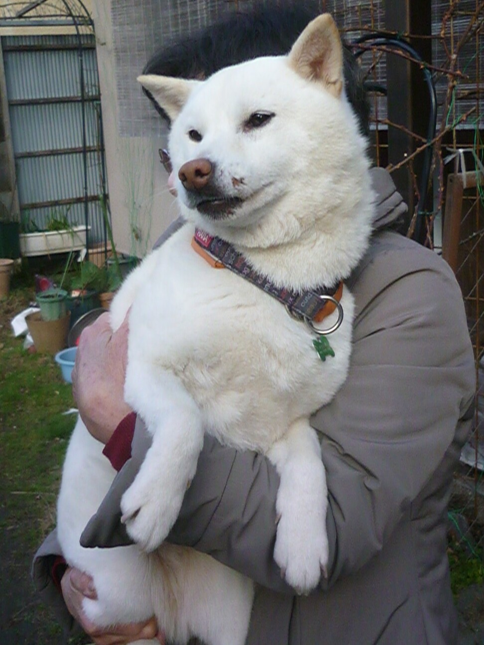 温和な白柴犬 遠慮がち 京都府 犬の里親募集 3587 ペットのおうち 月間利用者150万人