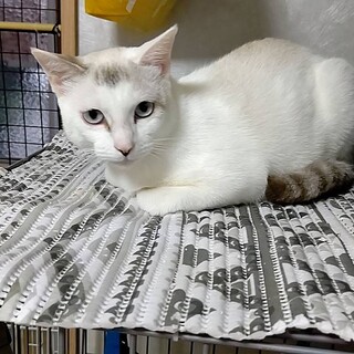 やっと子離れできたお母さん猫❣️