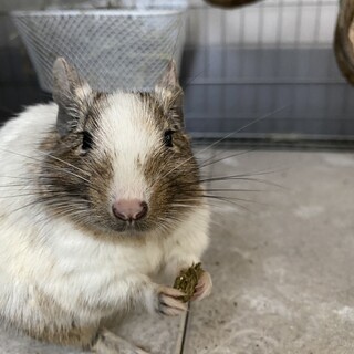 【募集停止中】デグー 2匹★アグーチ&パイド