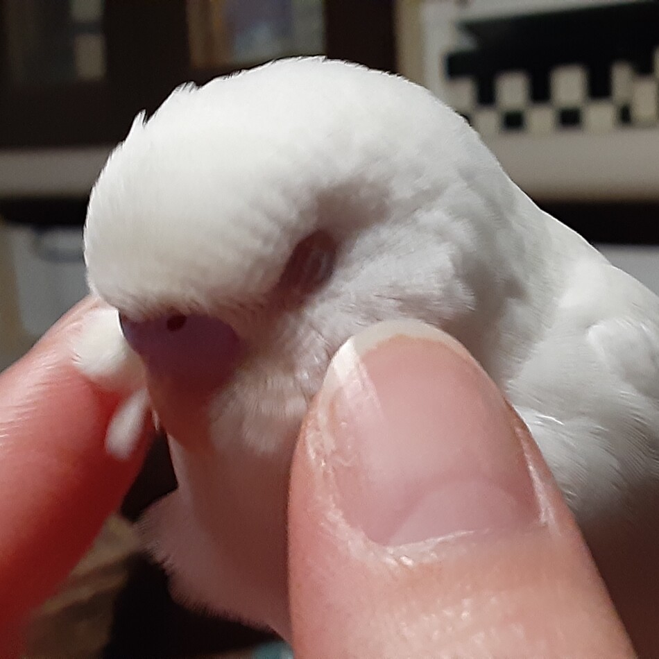 ハクのカバー写真