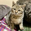 人馴れ子猫「ずわい」ちゃん