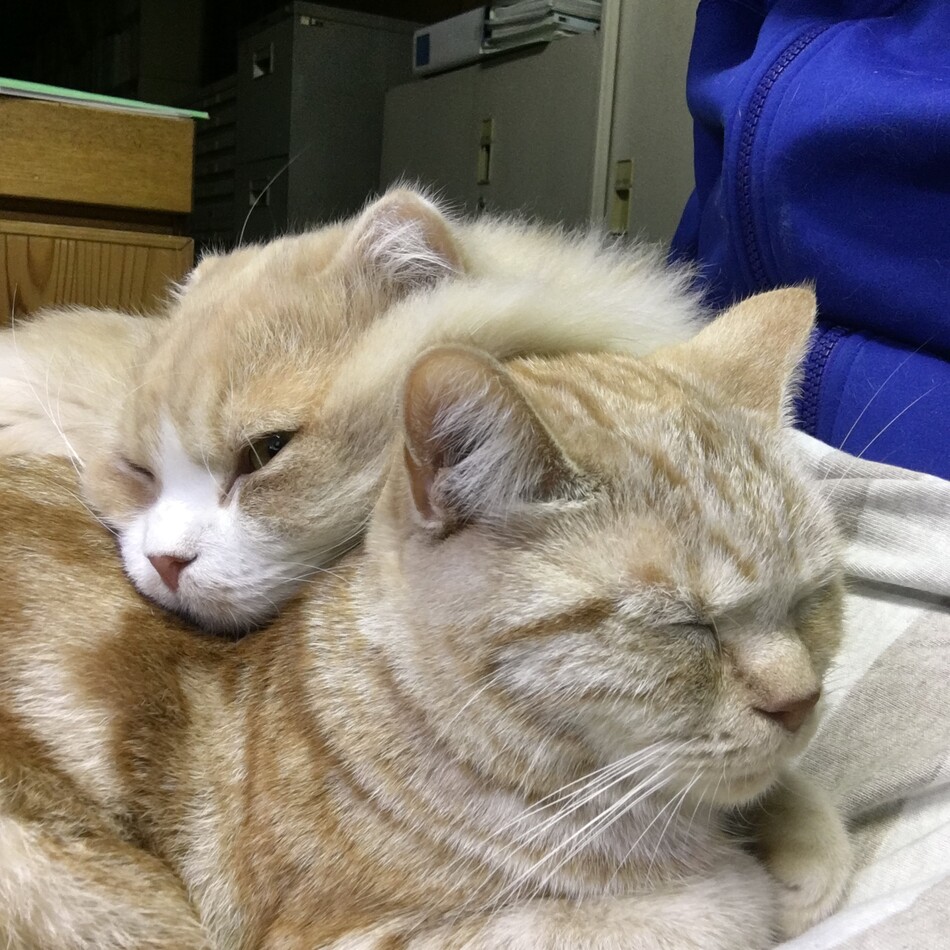 ハルのカバー写真