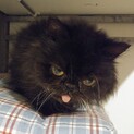 【かめ子】おかげさまで里親様が決まりました。