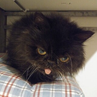 【かめ子】おかげさまで里親様が決まりました。