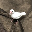 白文鳥の里親様募集！