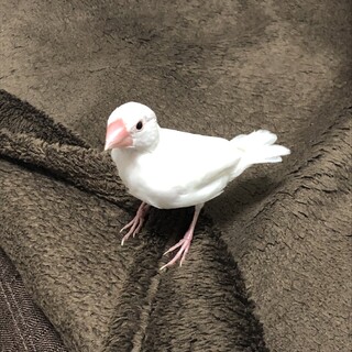 白文鳥の里親様募集！
