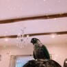 しろくまぱんだ