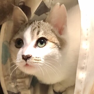 【ロワ】おかげさまで里親さまが決まりました