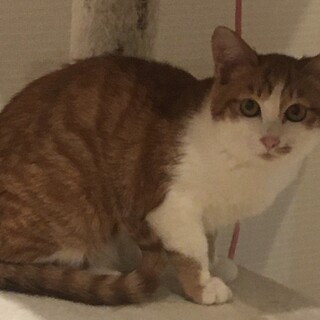 大人しくて穏やかなマロンくん