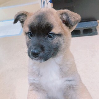 とても可愛いこうくんです❣️