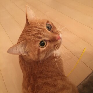 里親募集しております。