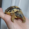 ヘルマンリクガメの里親募集します！