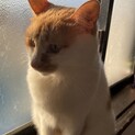 Mix6歳くらい甘えんぼうです