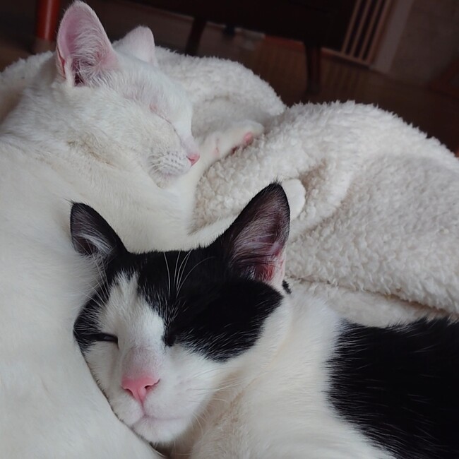 キエレのカバー写真