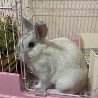 ♂のミニウサギ君 里親募集致します