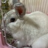 ♂のミニウサギ君 里親募集致します サムネイル2