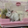 ♂のミニウサギ君 里親募集致します サムネイル3