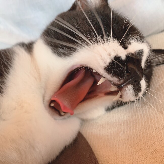 ジジいのカバー写真