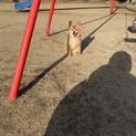 5歳今でも子犬と間違われるポメチー