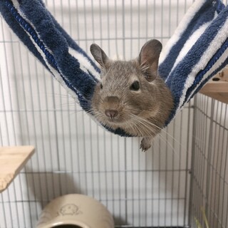 デグー里親募集中　ブルー＆ブルーパイド