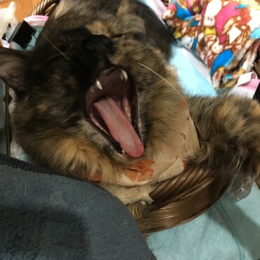 の写真