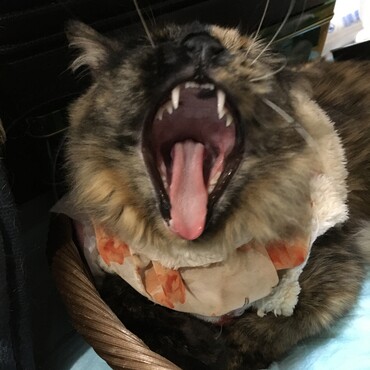 の写真