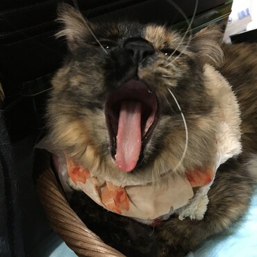 の写真