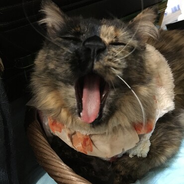 の写真
