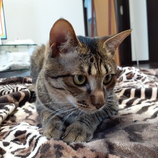 超甘えん坊のお膝猫✨